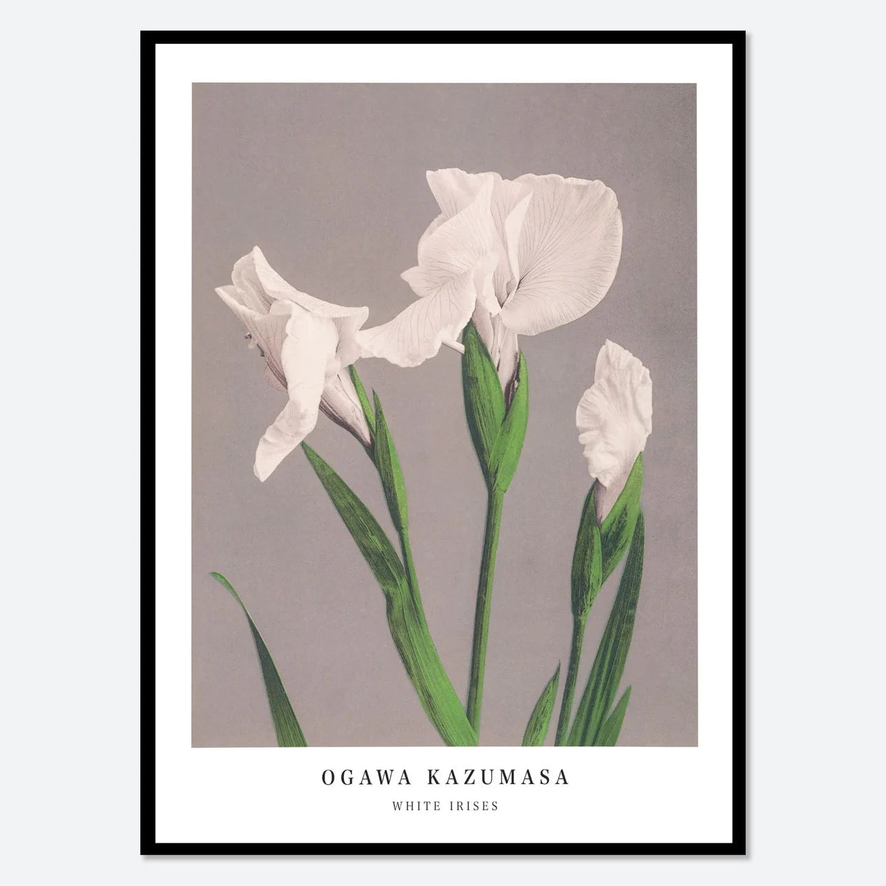 Kazumasa Ogawa - Bouquet of Iris White