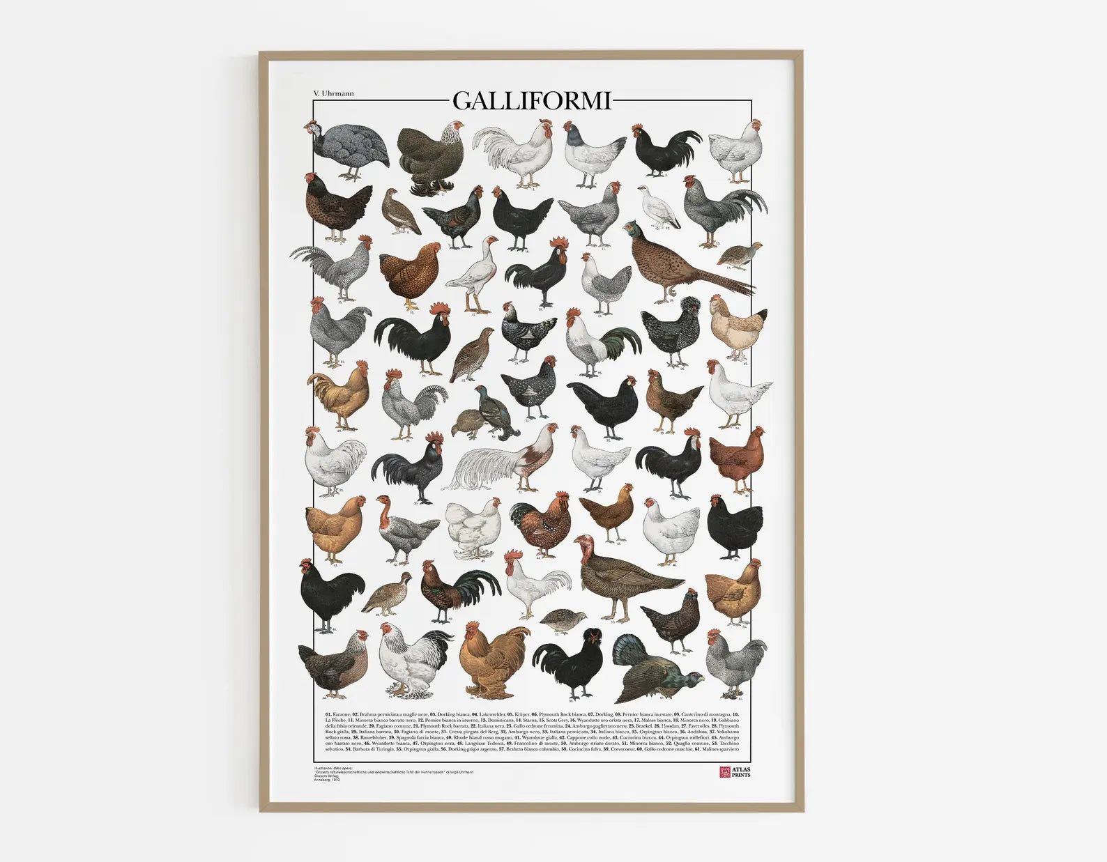 L'Atlante dei Galliformi
