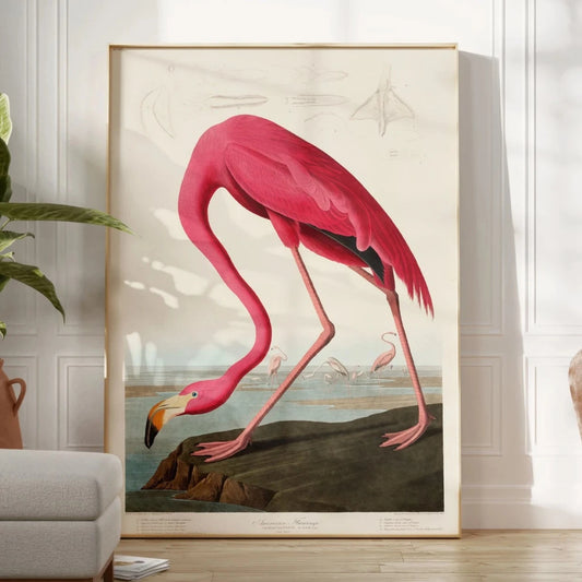 Flamingo